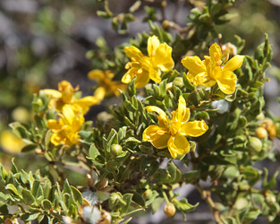 Creosote Bush