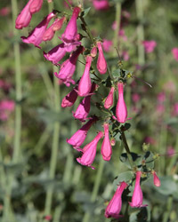 Penstemon