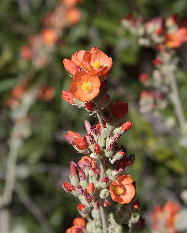 [Common Globemallow]