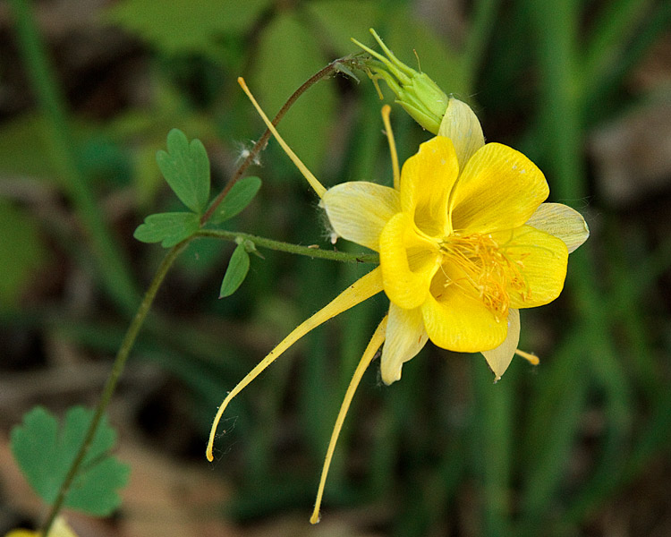 [Golden Columbine]