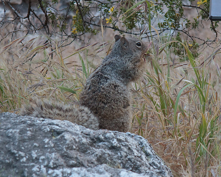 [Rock Squirrel]