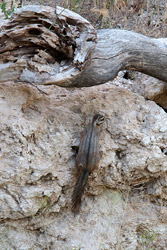 Cliff Chipmunk