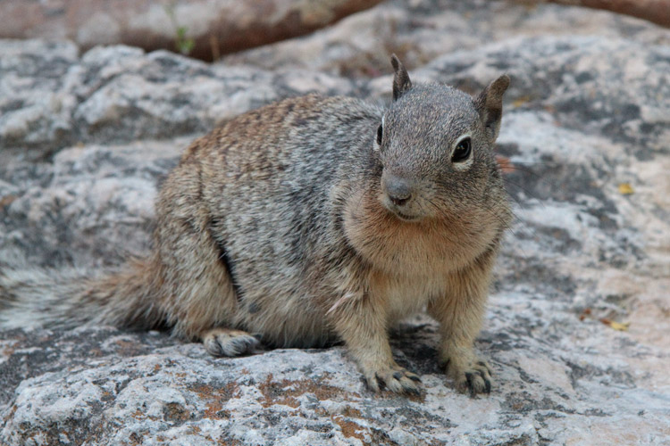 [Rock Squirrel]