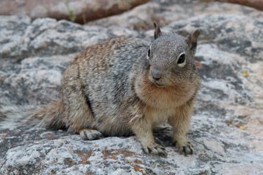 Rock Squirrel