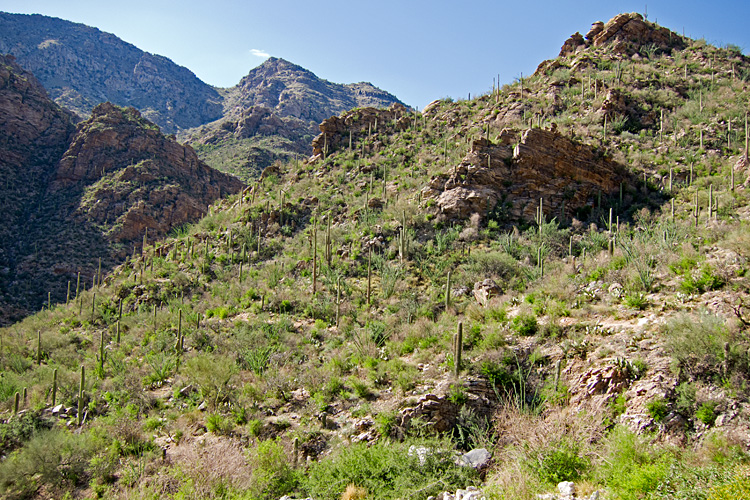 [Saguaro Forest]