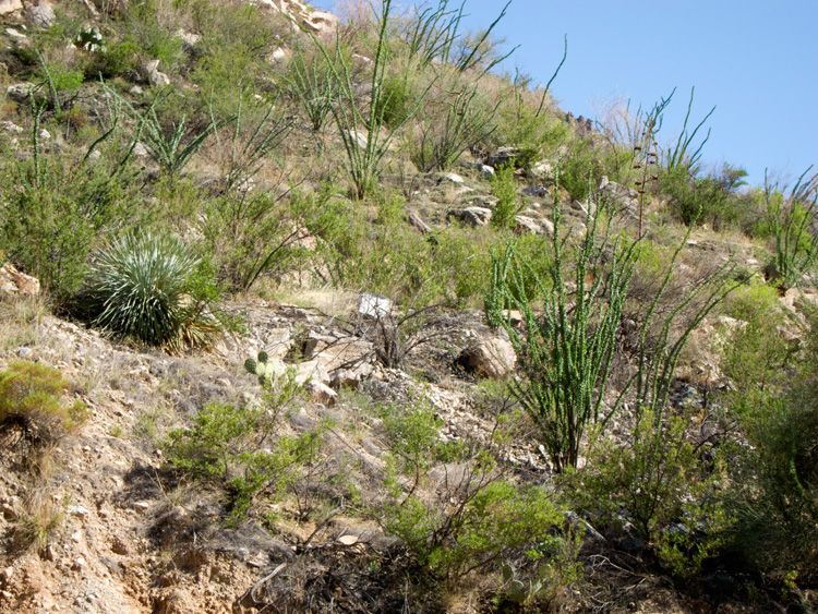 [Ocotillo Hillside]