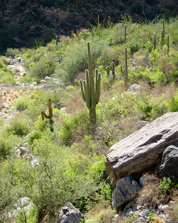 [Saguaro Cacti<br> <i>Carnegiea gigantea</i>]