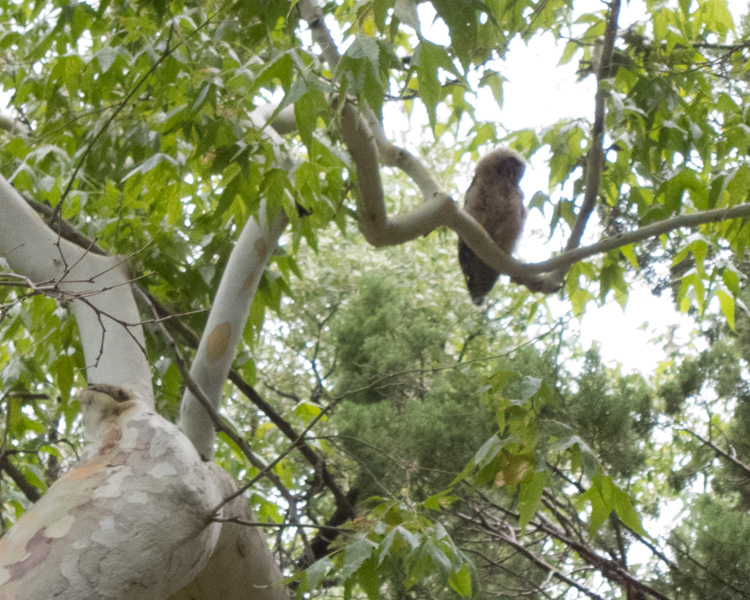 [Spotted Owl Branchling]