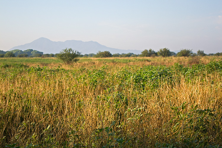 [Grasslands at the San Pedro]