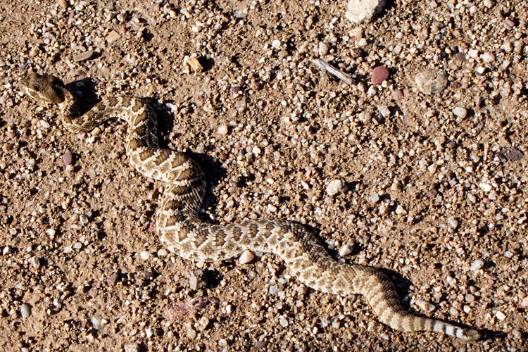 [Mohave Rattlesnake]