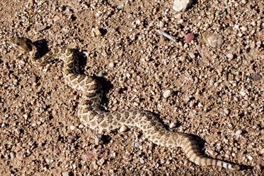 Mohave Rattlesnake