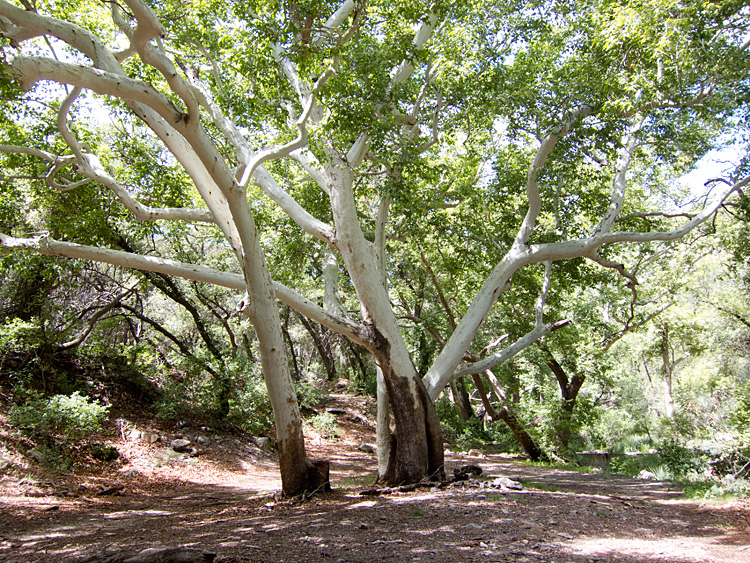 [Arizona Sycamore at Huachuca Canyon]