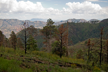 Chiricahua View