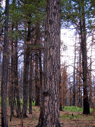 Barfoot Park