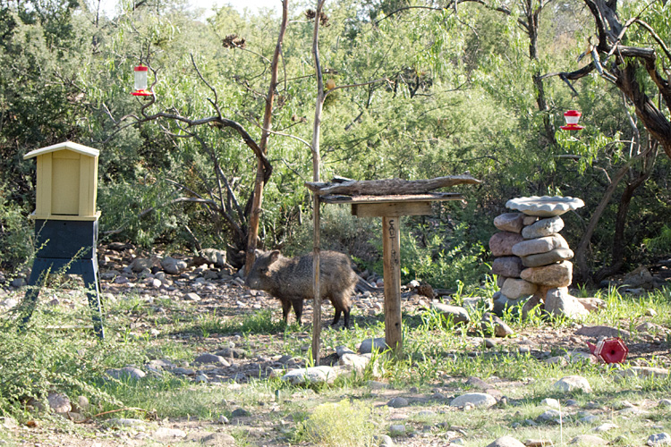 [Javelina at the Feeders]