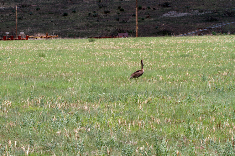 [Brown Pelican]