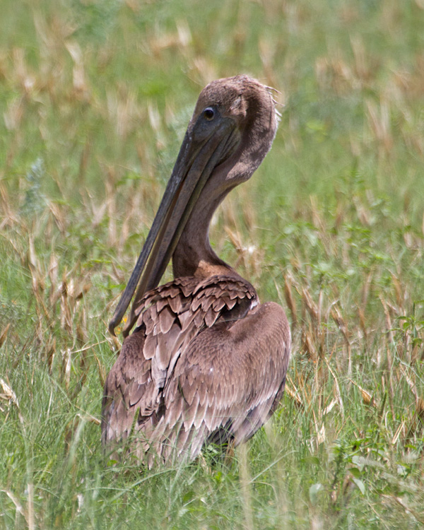 [Brown Pelican]