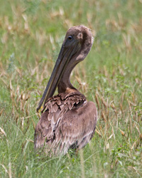 Brown Pelican