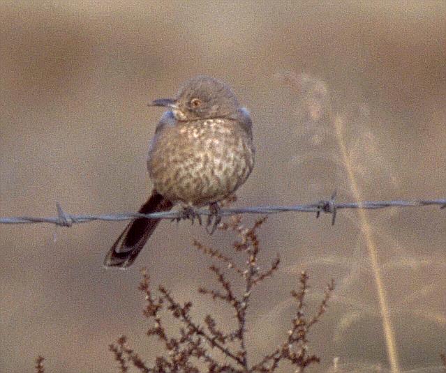 [Bendire's Thrasher]