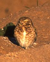 [SW Burrowing Owl]