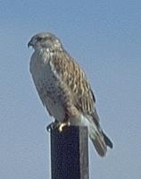 [Ferruginous Hawk perched]