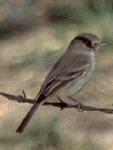 [Gray Flycatcher]