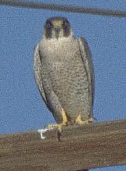 [Peregrine Falcon]