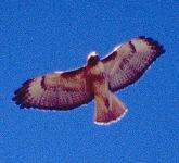 [Red-tailed Hawk]