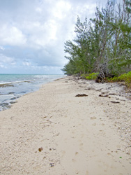 Beach near Marina