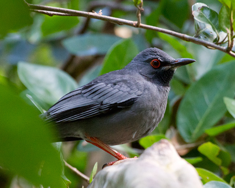 [Red-legged Thrush]