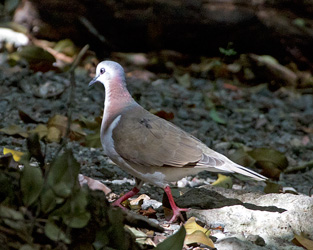 Caribbean Dove