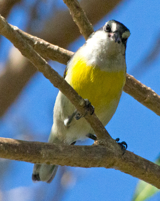 [Bananaquit]