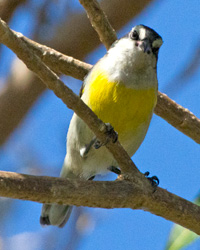 Bananaquit