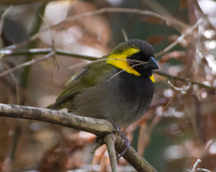 Cuban Grassquit