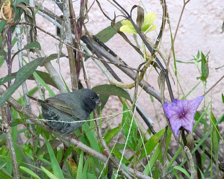 [Black-faced Grassquit]