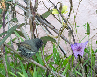 Black-faced Grassquit