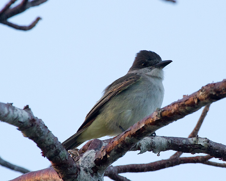 [Loggerhead Kingbird]