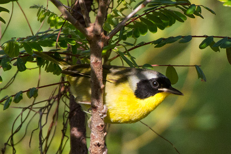 [Bahama Yellowthroat]