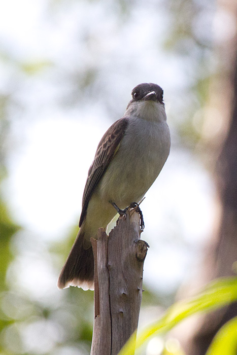 [Loggerhead Kingbird]