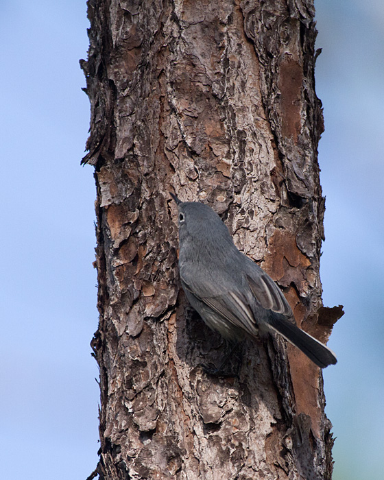 [Blue-gray Gnatcatcher]