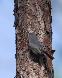 Blue-gray Gnatcatcher