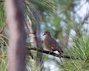 Zenaida Dove