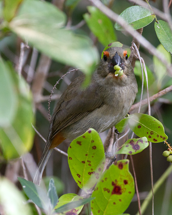 [Greater Antillean Bullfinch]