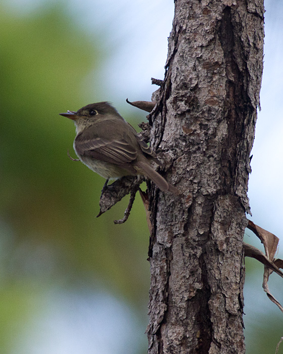 [Cuban Pewee]