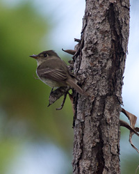 Cuban Pewee