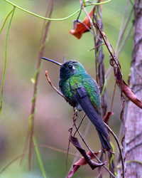 Cuban Emerald