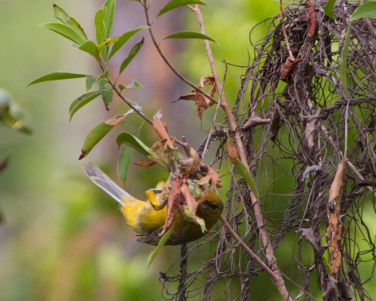 [Bahama Oriole]