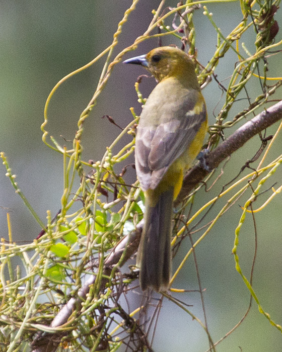 [Bahama Oriole]