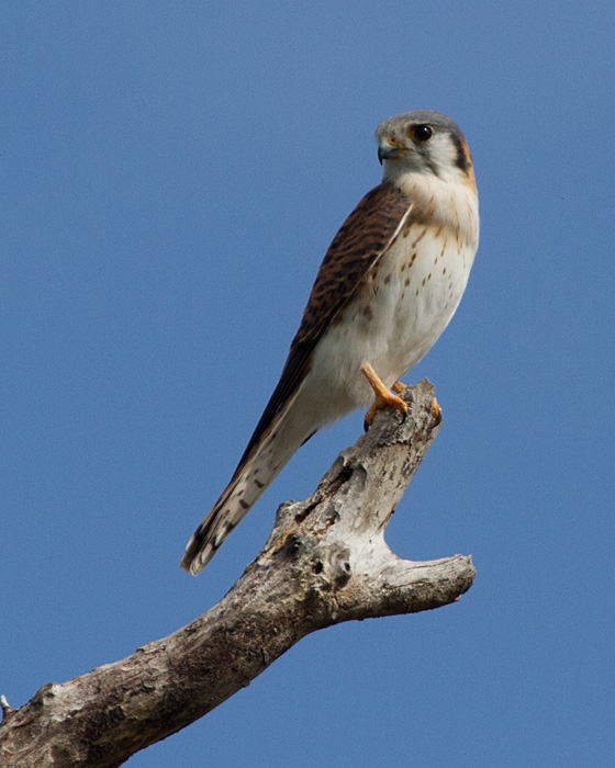 [American Kestrel]