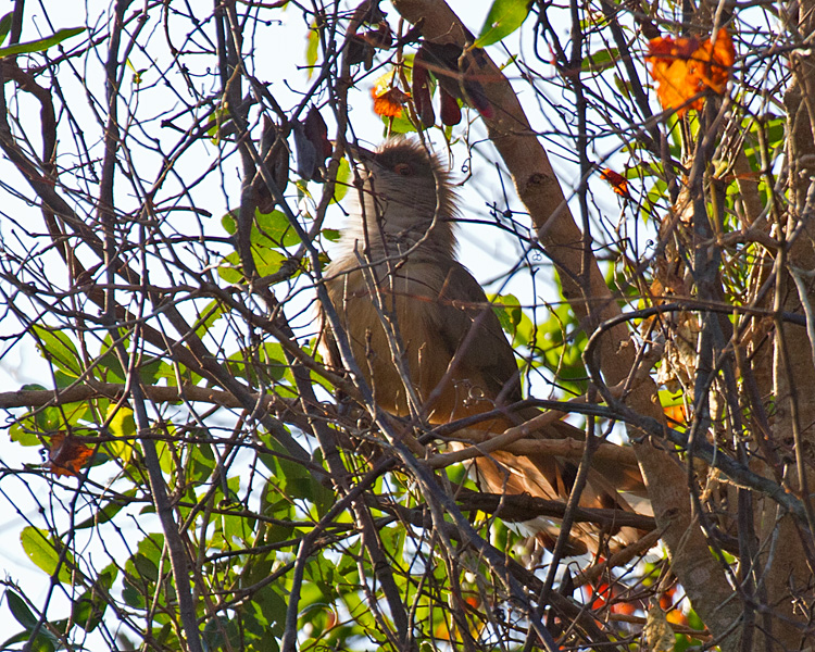 [Great Lizard-Cuckoo]